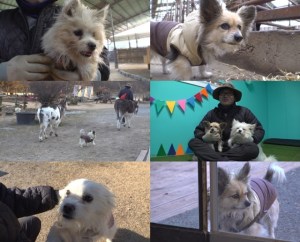 TV 동물농장 1258회 당나귀 목장의 무법자 길동이와 베테랑 견부장 자두, 동거의 결말은? 뉴스나인