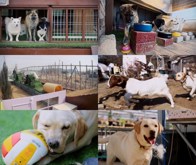 세상에 나쁜 개는 없다 시즌5 409회 엘리트 호빵 가족과 사고뭉치 달빛이의 진실