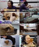 ‘TV동물농장’ 87세 할머니와 반려견 콩이의 가슴 먹먹한 이별 과정 조명 임윤서 기자