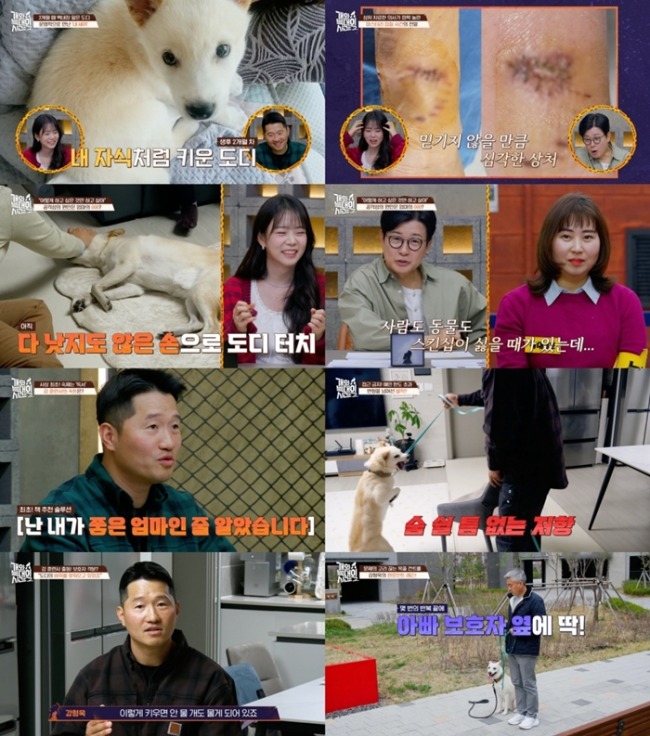 ‘개와 늑대의 시간2’ 7번 물리고도 ‘뽀뽀 어택’ 못 멈춘 보호자…강형욱 뼈아픈 일침