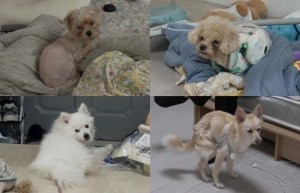 개와 늑대의 시간2 20회 송파 히죽이네, 음식물 쓰레기 먹는 반려견들에 강형욱 한숨