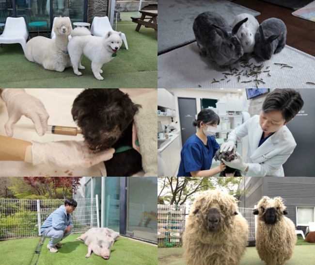 세상에 나쁜 개는 없다 416회 개 돌보는 토끼 엄마와 알파카 아빠