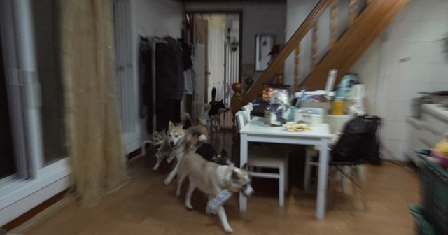 개와 늑대의 시간2 27회 보호자 손가락 일부 잃게 한 ‘7마리 구조견’