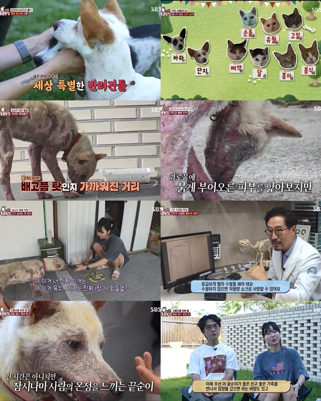 TV 동물농장 1283회 끝순이, 온몸 피부병 딛고 시작한 회복