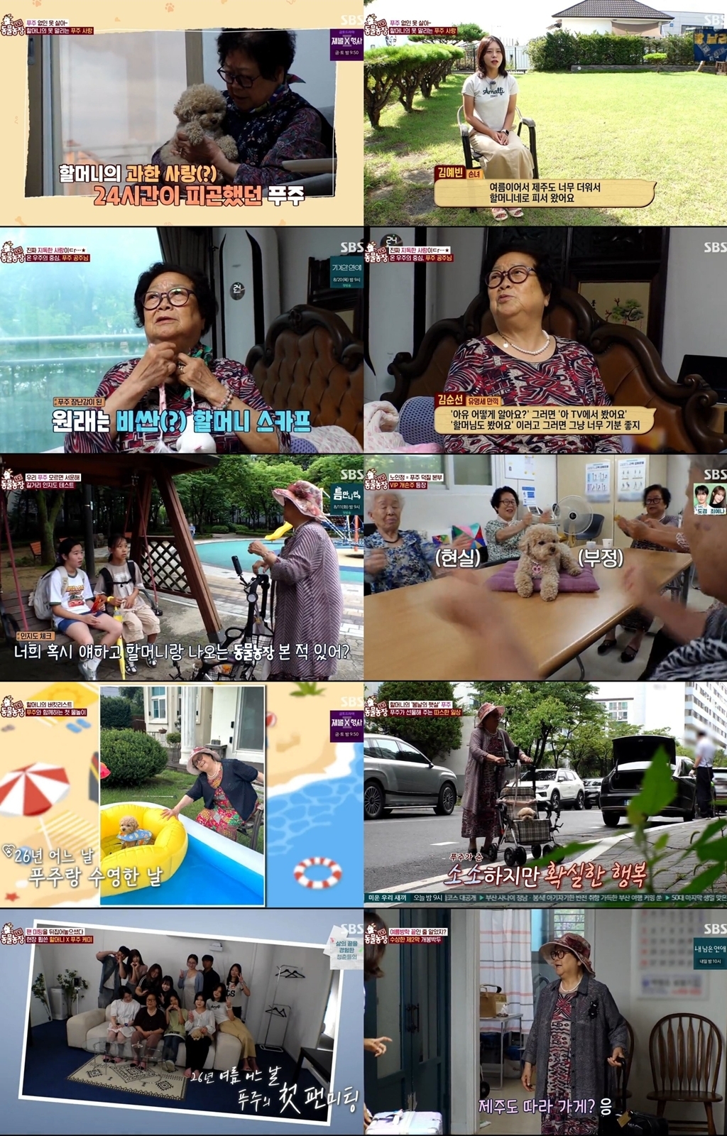 TV 동물농장 1284회 푸주 따라 제주행 택한 할머니 ‘캐리어 등장’