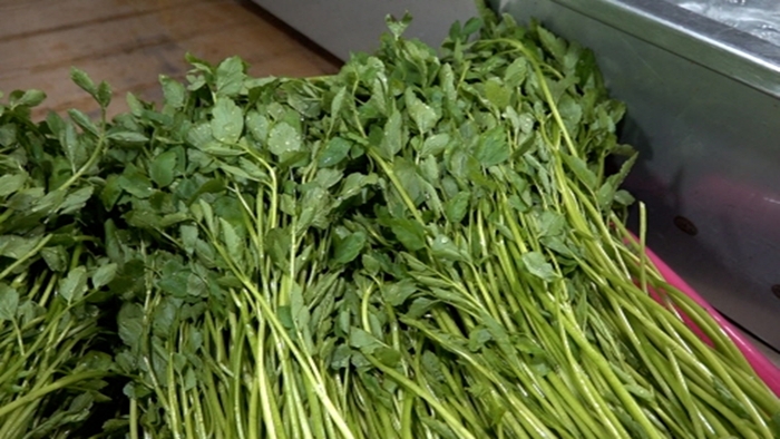 휴먼다큐 사노라면 731회 띠동갑 남매의 미나리 블루스